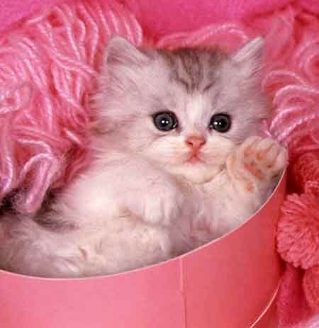 دانلود آهنگ رنگ چشمون تو داره غم آی گلم یار گلم مصطفی ابراهیمی